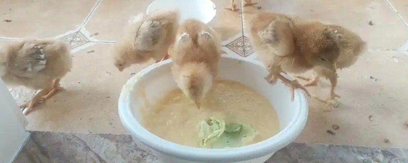 小鸡的食物，青菜、半生熟的小米饭都可以饲喂