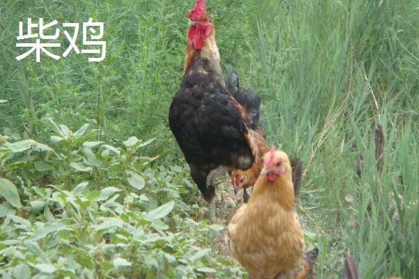柴鸡和土鸡有什么区别，前者体型大、后者体型小