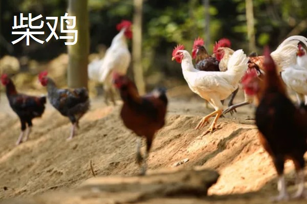 柴鸡和土鸡有什么区别，前者体型大、后者体型小