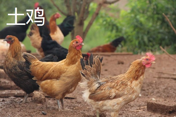 柴鸡和土鸡有什么区别，前者体型大、后者体型小