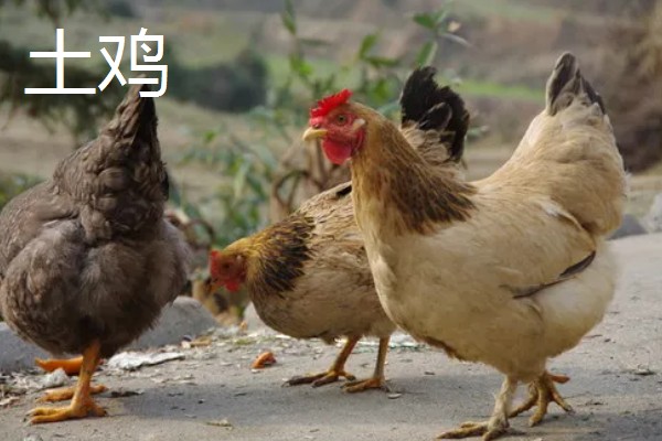 柴鸡和土鸡有什么区别，前者体型大、后者体型小