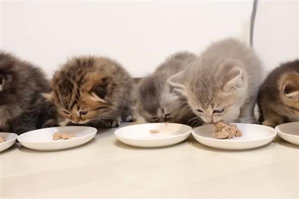 猫拉肚子的原因,可能是应激反应或换粮不当