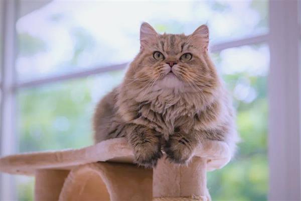 猫拉肚子的原因,可能是应激反应或换粮不当
