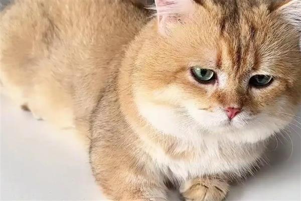 猫拉肚子的原因,可能是应激反应或换粮不当