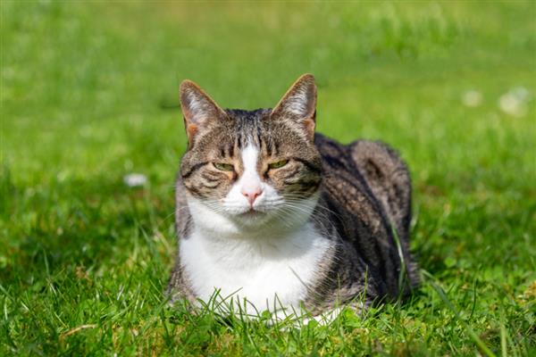 猫拉肚子的原因,可能是应激反应或换粮不当