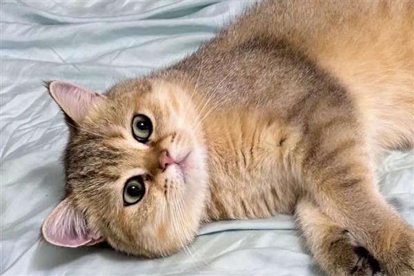 猫拉肚子的原因,可能是应激反应或换粮不当