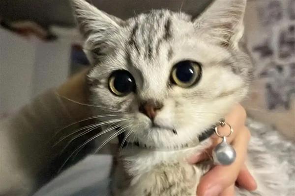 猫拉肚子的原因,可能是应激反应或换粮不当