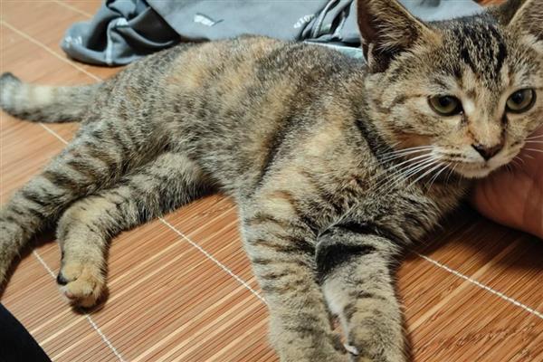 猫拉肚子的原因,可能是应激反应或换粮不当