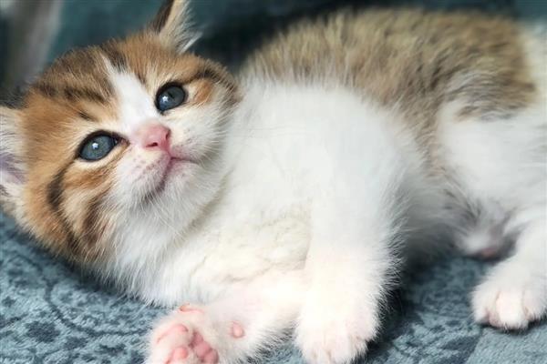 猫拉肚子的原因,可能是应激反应或换粮不当