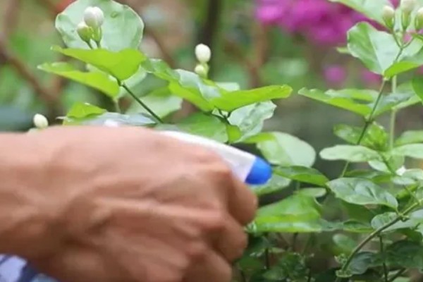 吡虫啉能不能防治茉莉花的虫害,发生虫害可以每隔7-10天喷一次