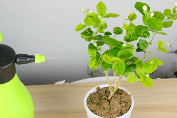 吡虫啉能不能防治茉莉花的虫害,发生虫害可以每隔7-10天喷一次