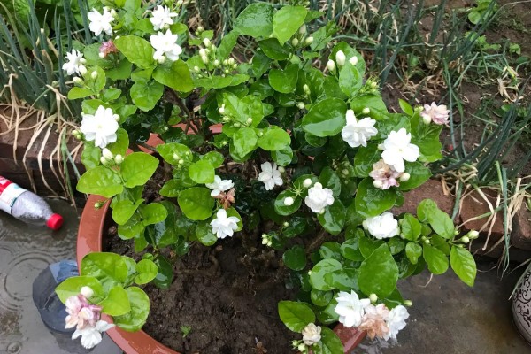 吡虫啉能不能防治茉莉花的虫害,发生虫害可以每隔7-10天喷一次