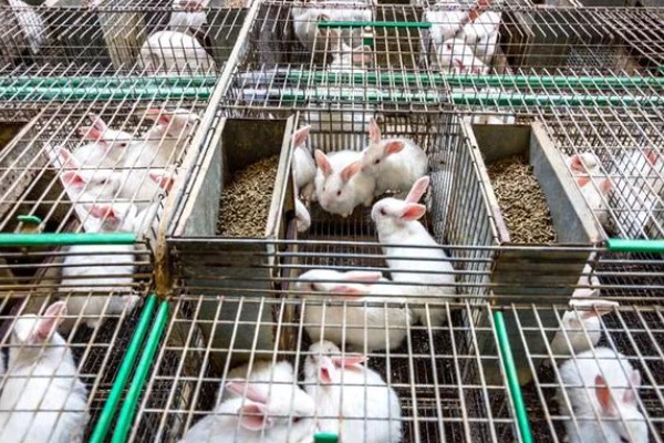 怎么提高肉兔的产肉量,保证营养是关键措施