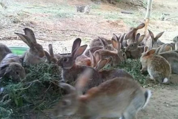 怎么提高肉兔的产肉量,保证营养是关键措施