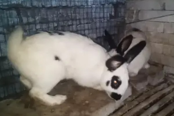 怎么提高肉兔的产肉量,保证营养是关键措施