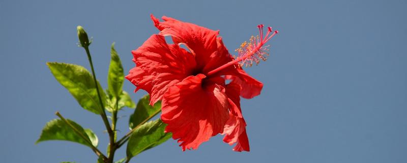 哪些花朵呈火红色，常见扶桑花、朱顶红等品种