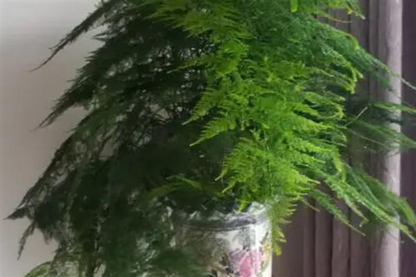 文竹的花语,寓意纯洁的心、永恒等