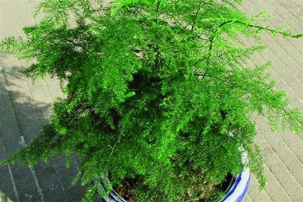 文竹的花语,寓意纯洁的心、永恒等