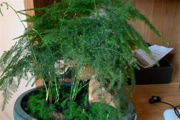 文竹的花语,寓意纯洁的心、永恒等