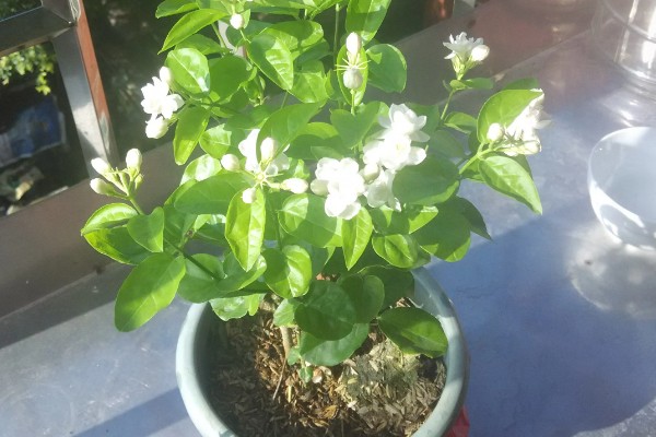 茉莉的养殖方法,适合在微酸的土壤中生长