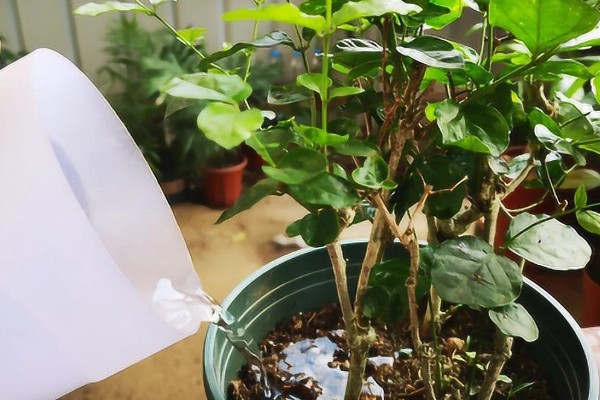 茉莉的养殖方法,适合在微酸的土壤中生长