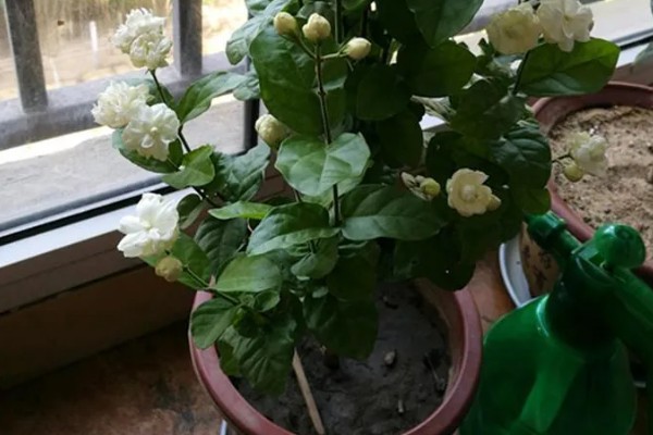 茉莉的养殖方法,适合在微酸的土壤中生长