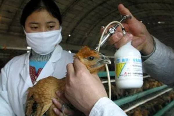 如何预防鸡瘟，要及时给鸡猪舍鸡瘟疫苗