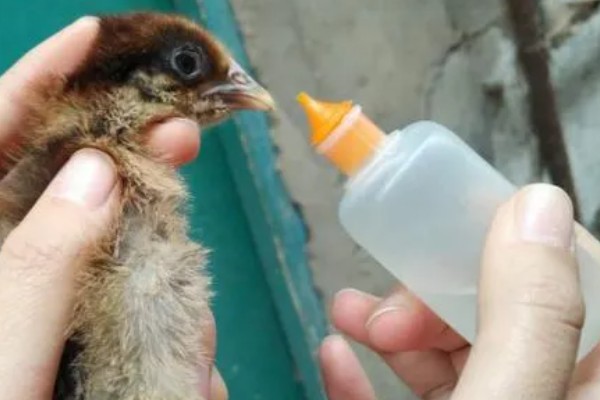 如何预防鸡瘟，要及时给鸡猪舍鸡瘟疫苗