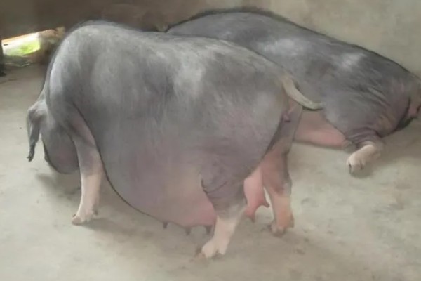 母猪产前三天不吃食如何解决，让它适当运动可以提升食欲
