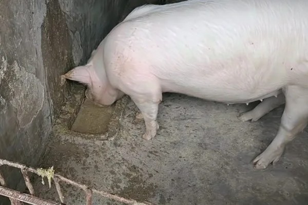 母猪产前三天不吃食如何解决，让它适当运动可以提升食欲