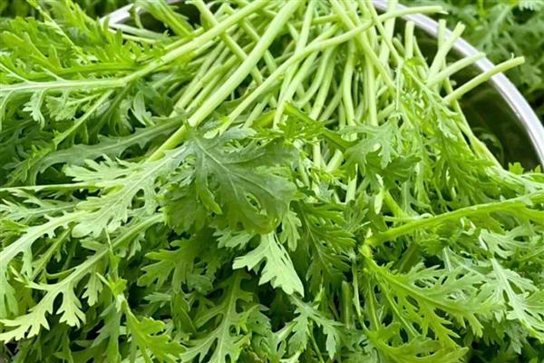 种植周期短且收获快的蔬菜,推荐茼蒿、菜心等