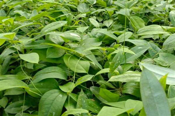 茯苓的亩产量，鲜茯苓一年可生产3000-10000斤