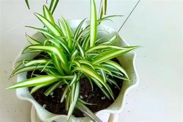 吊兰能不能水培，每隔1周换一次水