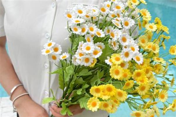 洋甘菊有什么花语，代表亲密往来、不屈不挠等含义
