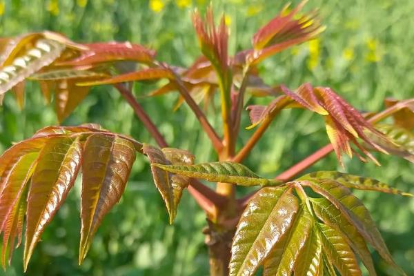 香椿芽怎么养殖，每天提供7小时以上的光照