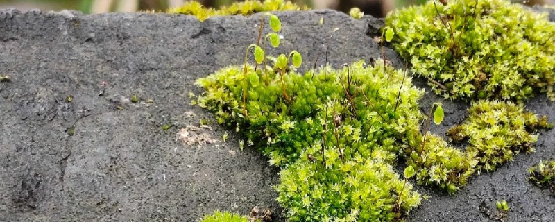 苔花是真正的花吗，不是真正的花