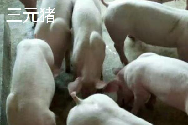 三元猪与二元猪的区别,杂交的数量不同