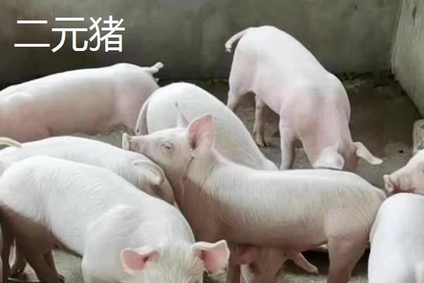 三元猪与二元猪的区别,杂交的数量不同