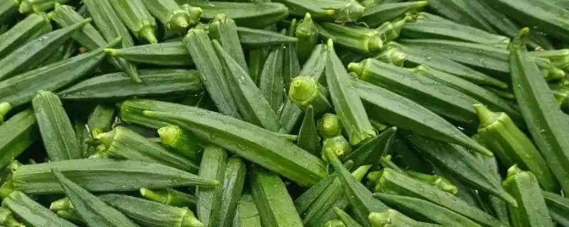 秋葵的简介，属于锦葵科、秋葵属植物