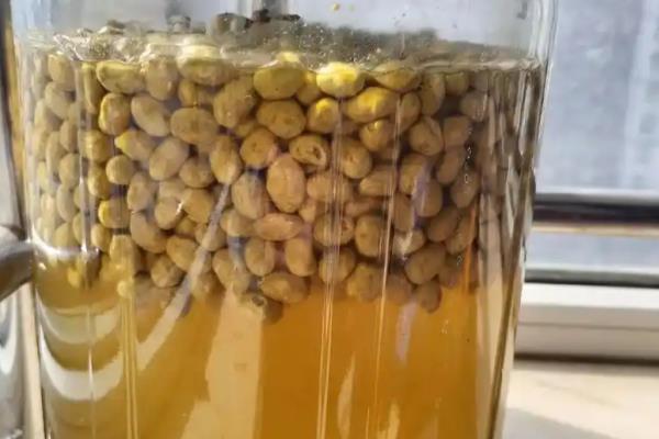 黄豆如何发酵做肥料，先把黄豆放在水中浸泡