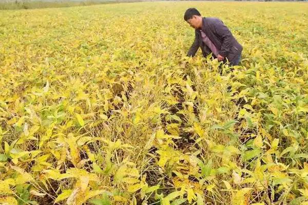 黄豆如何发酵做肥料，先把黄豆放在水中浸泡