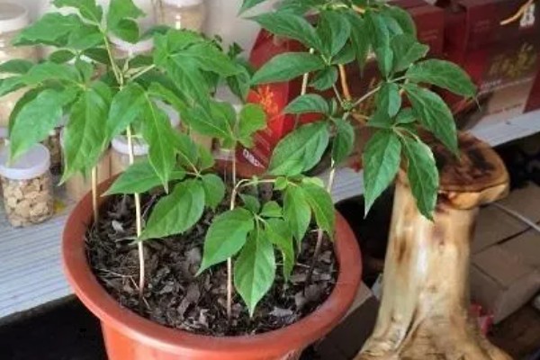 人参盆栽能活几年,可以存活4年左右