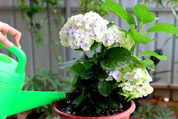 绣球花能不能喷水，夏季喷水可以降低温度