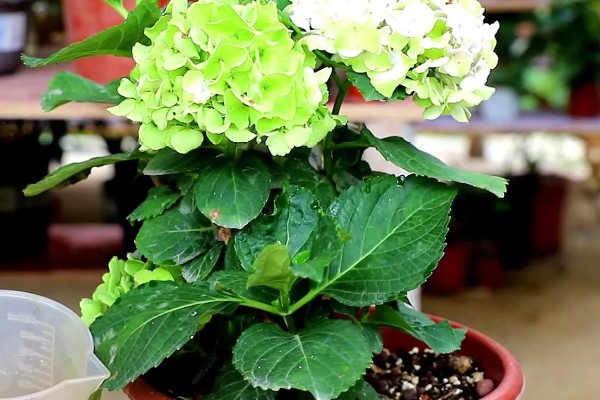 绣球花能不能喷水，夏季喷水可以降低温度