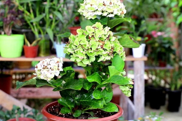 绣球花能不能喷水，夏季喷水可以降低温度