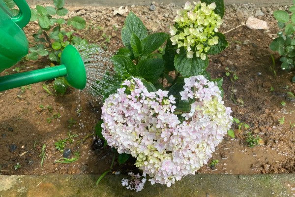 绣球花能不能喷水，夏季喷水可以降低温度