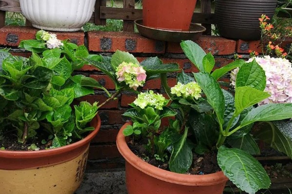 绣球花能不能喷水，夏季喷水可以降低温度