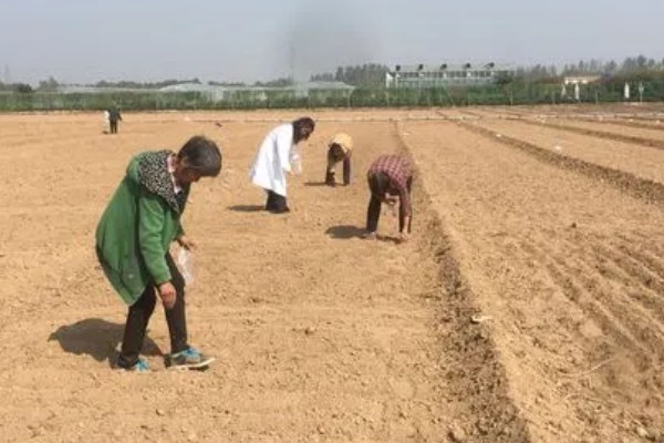 为什么夏天不能种菠菜,因为夏天气温太高了