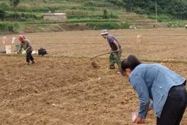 为什么夏天不能种菠菜,因为夏天气温太高了