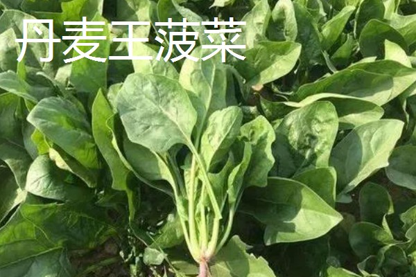为什么夏天不能种菠菜,因为夏天气温太高了